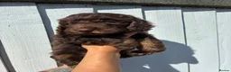 Cockapoo dogs for sale: F4 Cockapoo's for sale LAST BOY LEFT  - Advert 15