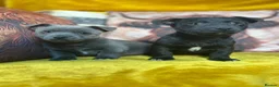 Jack Russell dogs for sale: Pure breed stunning Jack Russell's - Advert 3