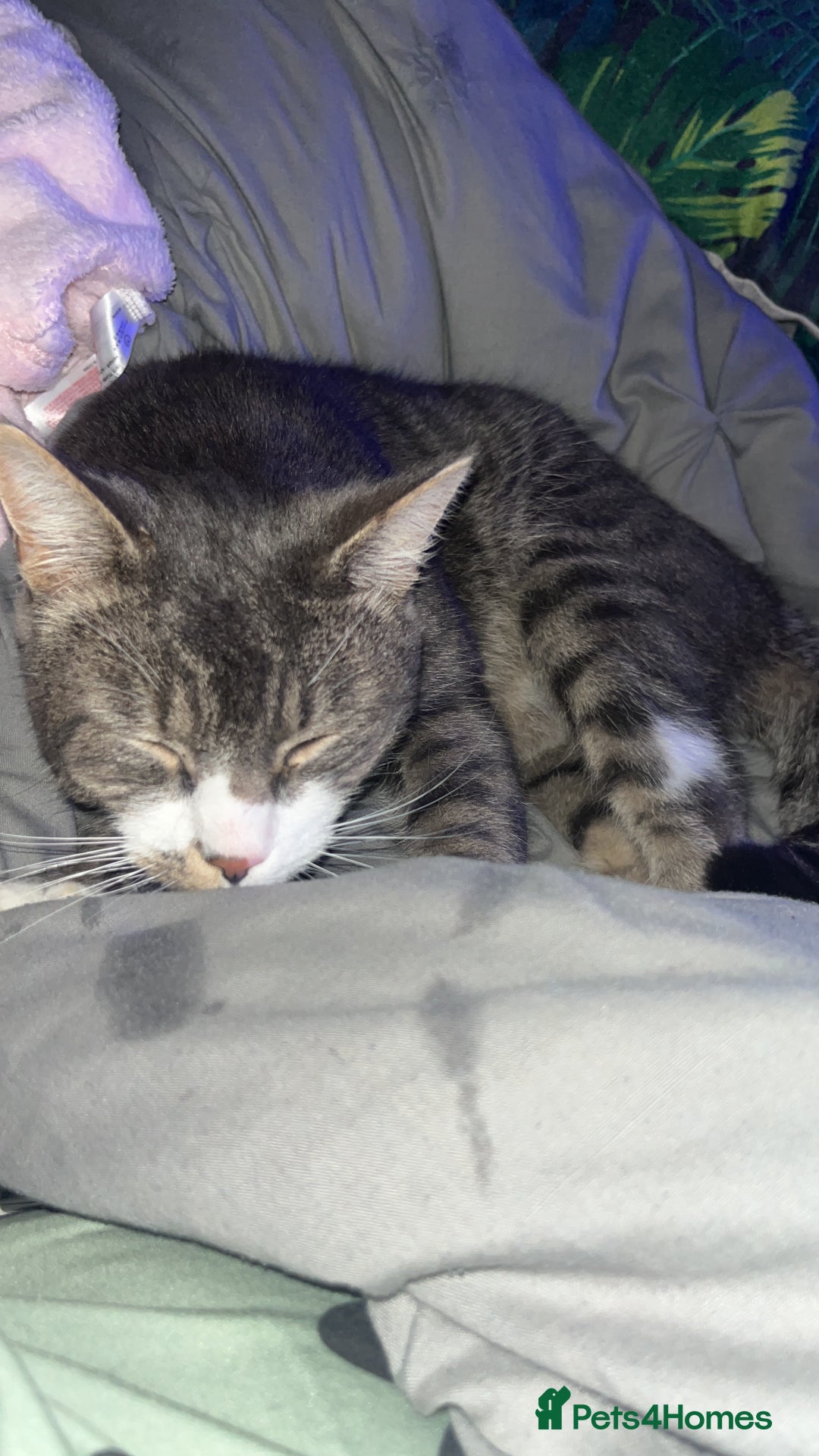 Domestic Shorthair cats for sale: Two cats for rehoming   - Advert 12