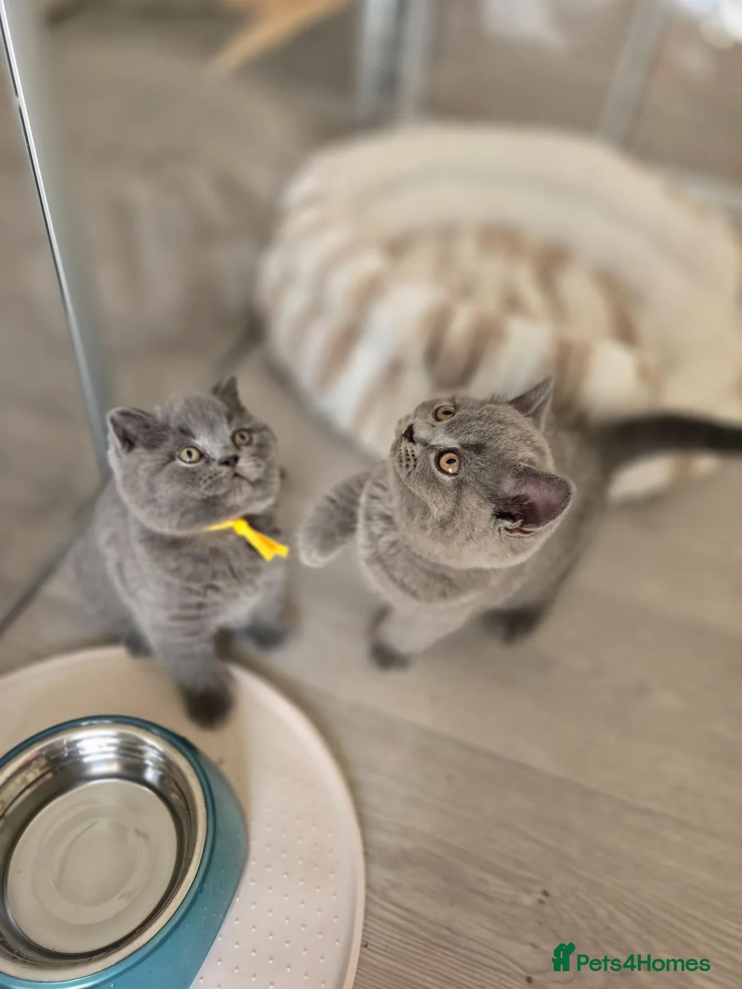 British Shorthair cats for sale: Beautiful Blue Active Queen – GCCF Registered - Advert 20