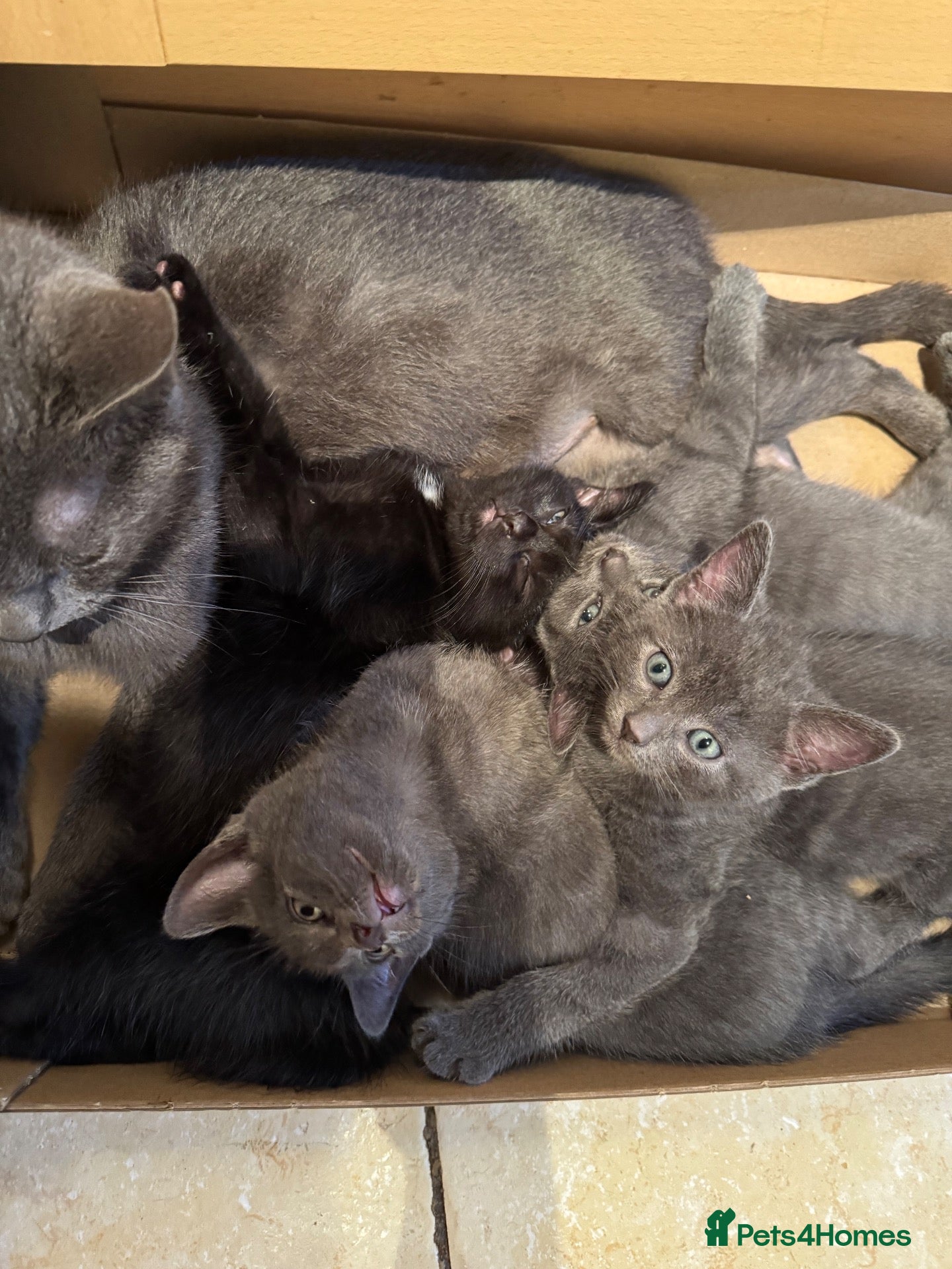 British Shorthair cats X4 lovely kittens ready for new homes - Advert 14