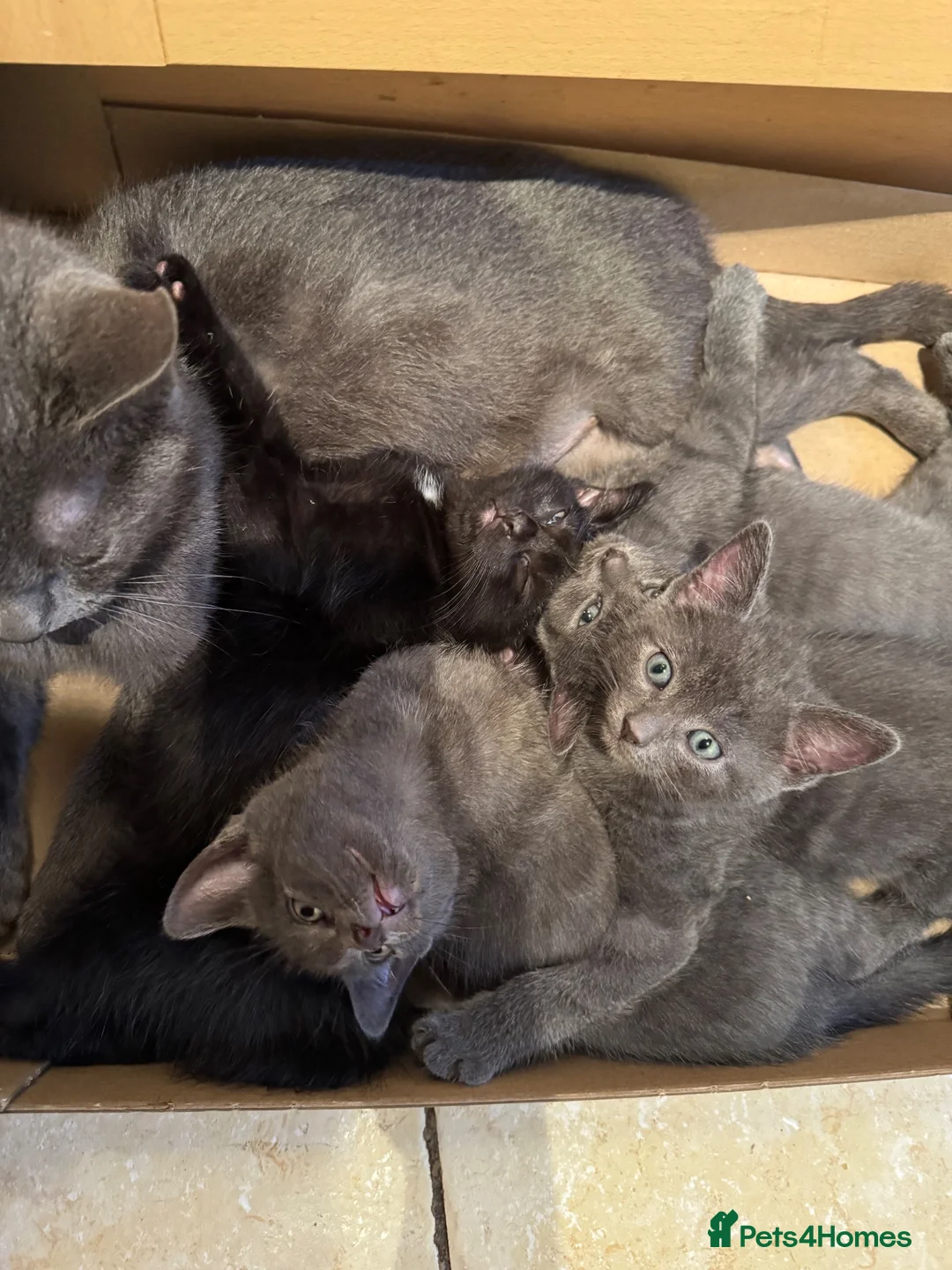 British Shorthair cats for sale: X4 lovely kittens ready for new homes - Advert 1