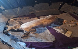 Lurcher dogs for sale: Saluki Lurcher  - Image 24