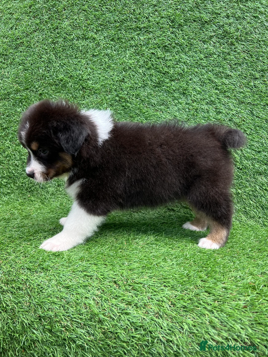 Australian Shepherd dogs for sale: Australian Shepherd Puppies  - Advert 28