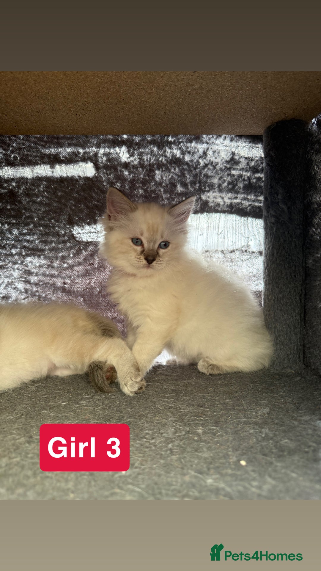 Ragdoll cats for sale: *stunning* litter of 7 ragdoll kittens  - Image 17