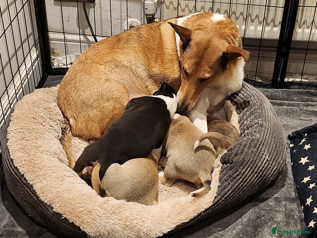 Smooth Collie dogs for sale: Male smooth collie puppies - 2 sable, 1 tricolour - Advert 1