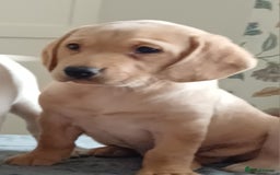 Labrador Retriever dogs for sale: PUPPIES 🐶🐾 - Image 11