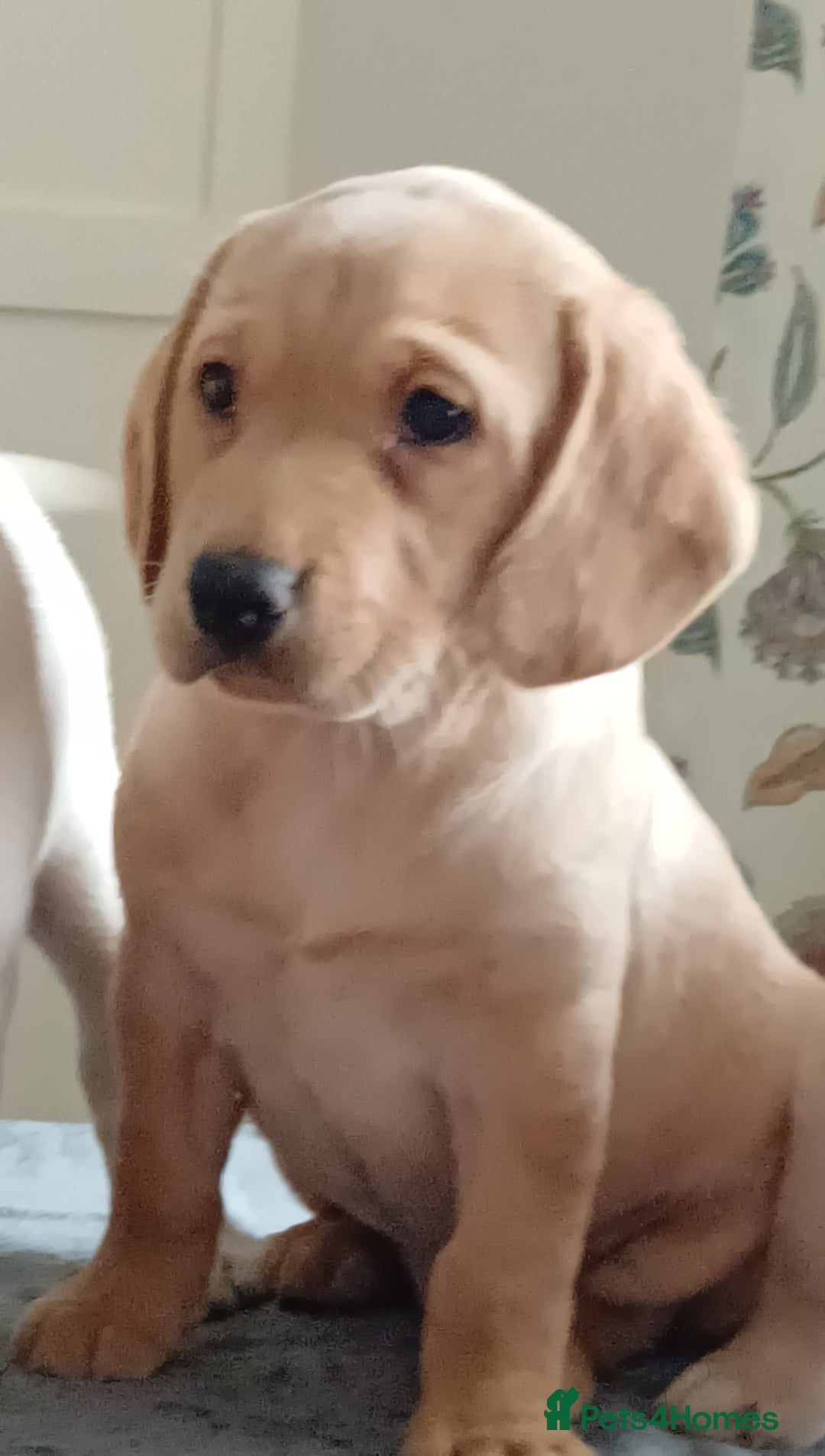 Labrador Retriever dogs for sale: PUPPIES 🐶🐾 - Image 11