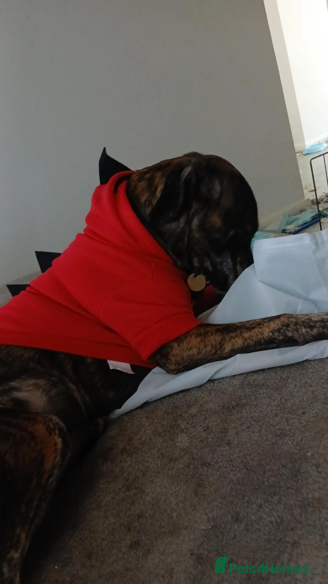 Mixed Breed dogs for sale: Milo Moon  in Ilminster - Advert 2