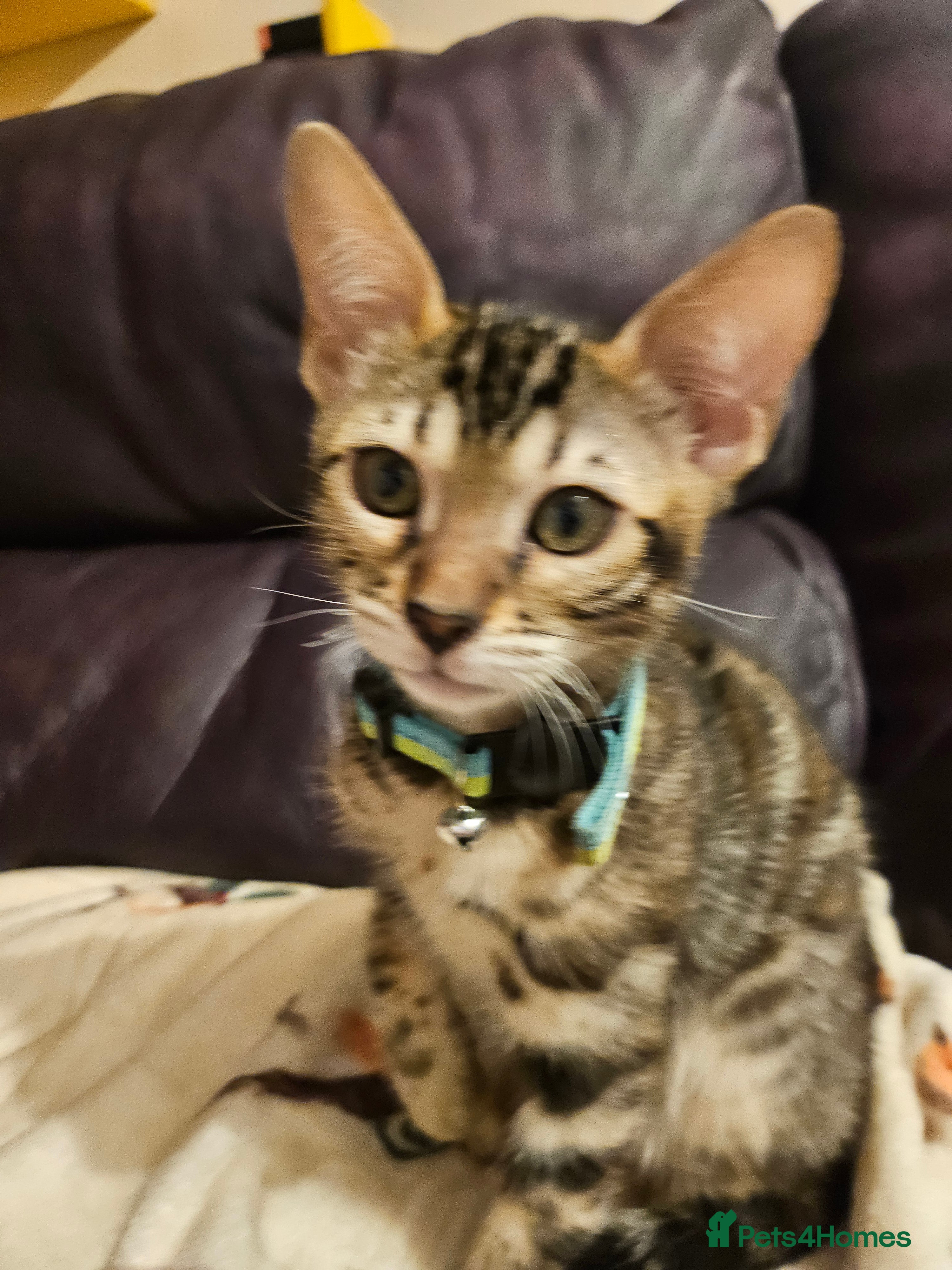 Bengal cats Tica Active Registered Bengal Kittens  - Advert 1