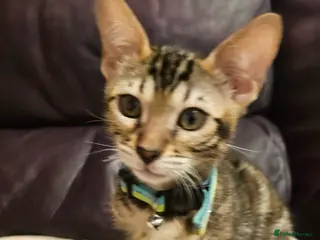 Bengal cats Tica Active Registered Bengal Kittens - Advert 1