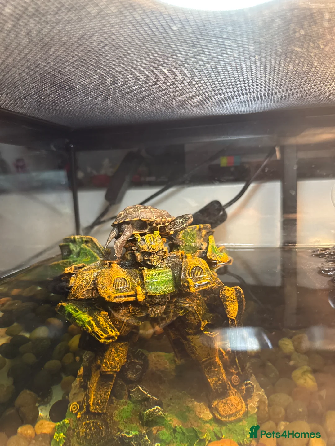 Turtle reptiles for sale: Reeves Turtles - Advert 2