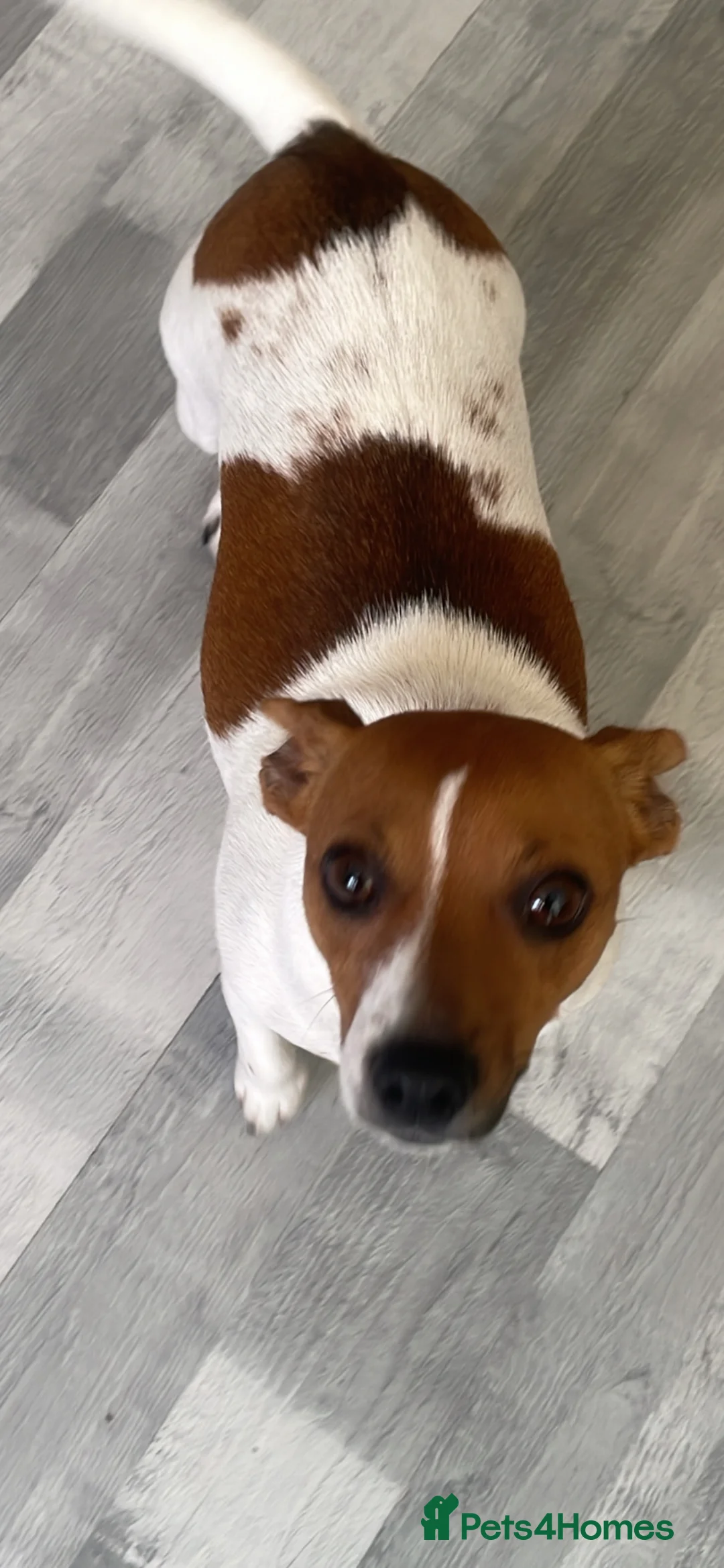 Jack Russell dogs for sale: 2 boys 2 girls  - Advert 5