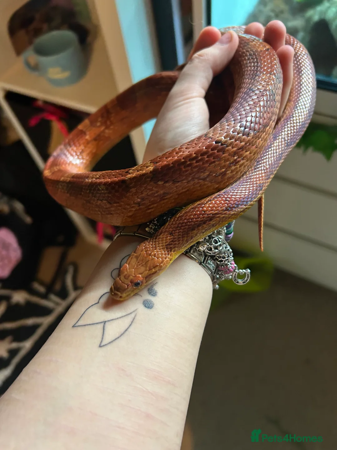 Corn Snake reptiles for sale: Male Cornsnake and Vivarium all items included - Advert 8