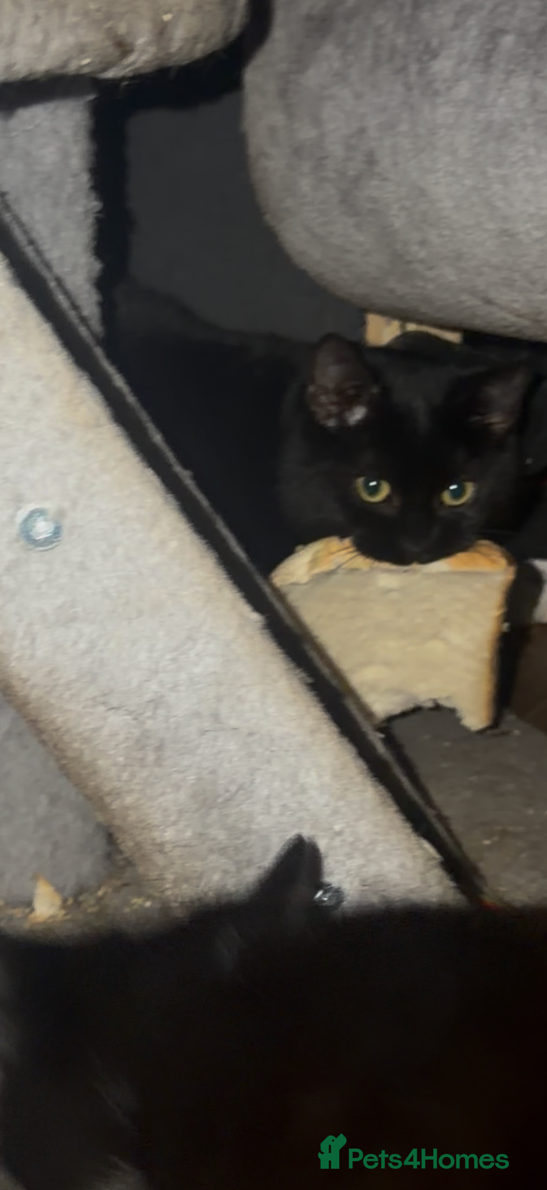 Domestic Shorthair cats for sale: Sonic & Melody (including kitten bundle) - Advert 6