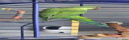 Ringnecks birds for sale: Indian ringneck  - Advert 2