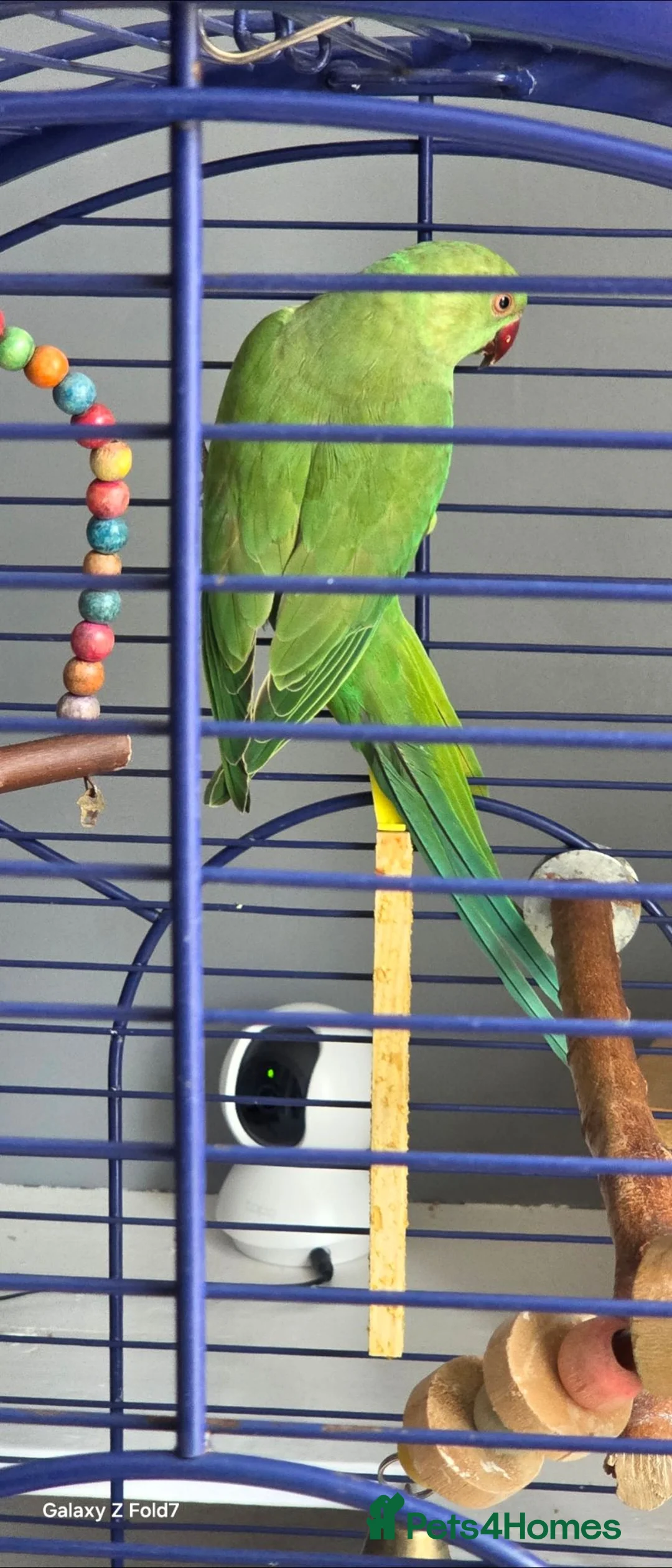 Ringnecks birds for sale: Indian ringneck  - Advert 2
