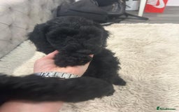 Cockapoo dogs for sale: F1 cockerpoos  - Image 21