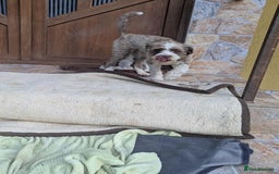 Mixed Breed dogs for adoption: August is looking for a home - Image 10