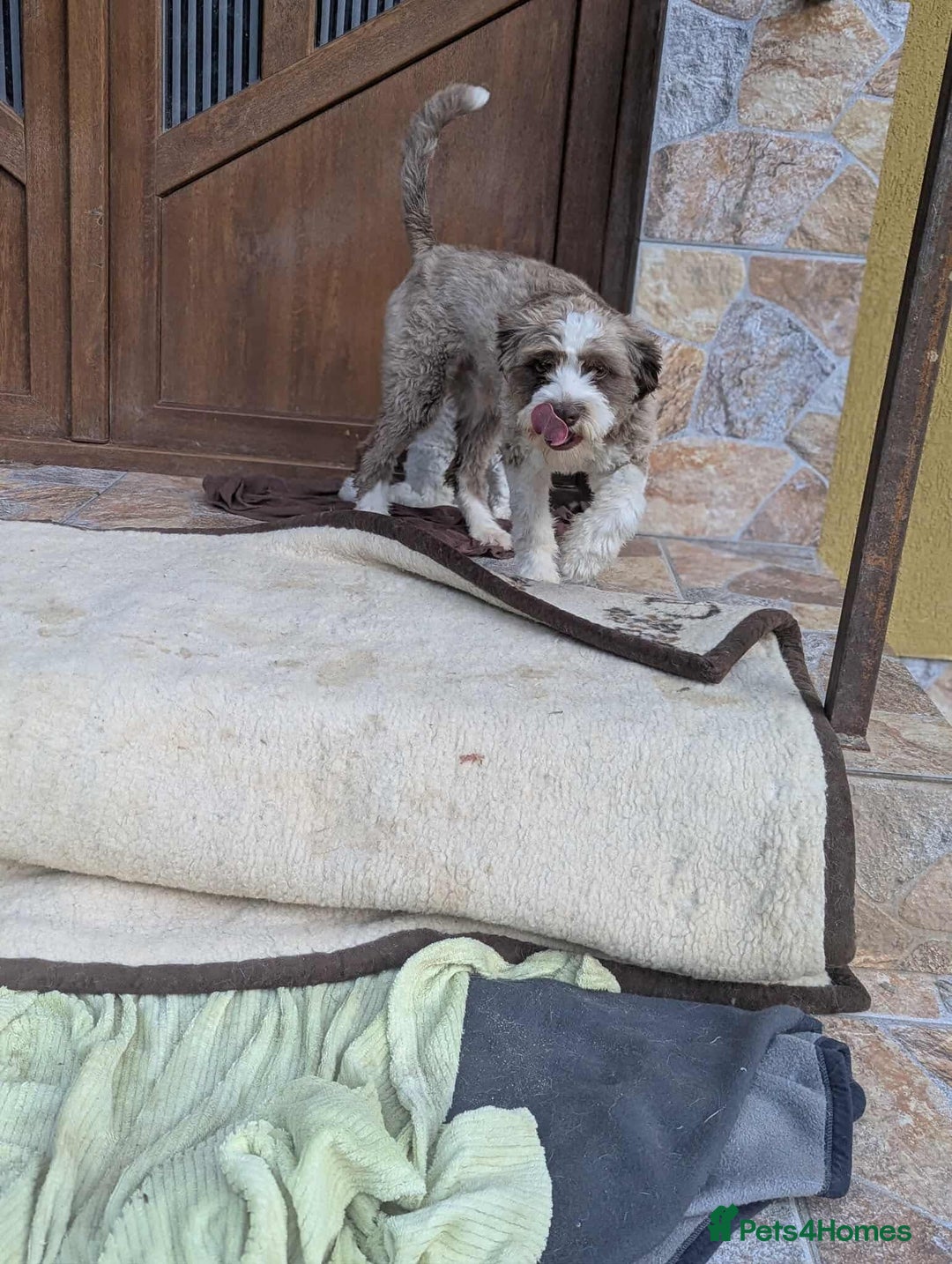 Mixed Breed dogs for adoption: August is looking for a home - Image 10