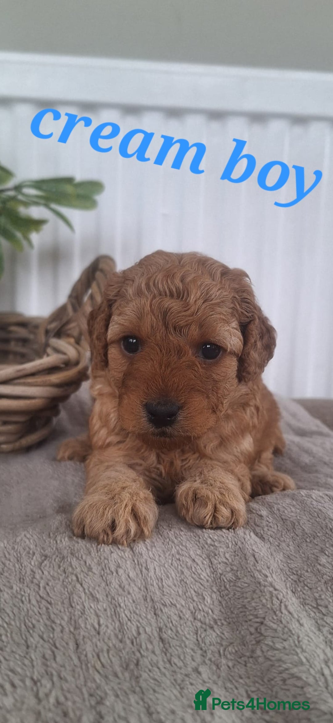 Labradoodle dogs for sale: ✨️Miniture Labradoodles✨️ - Image 7