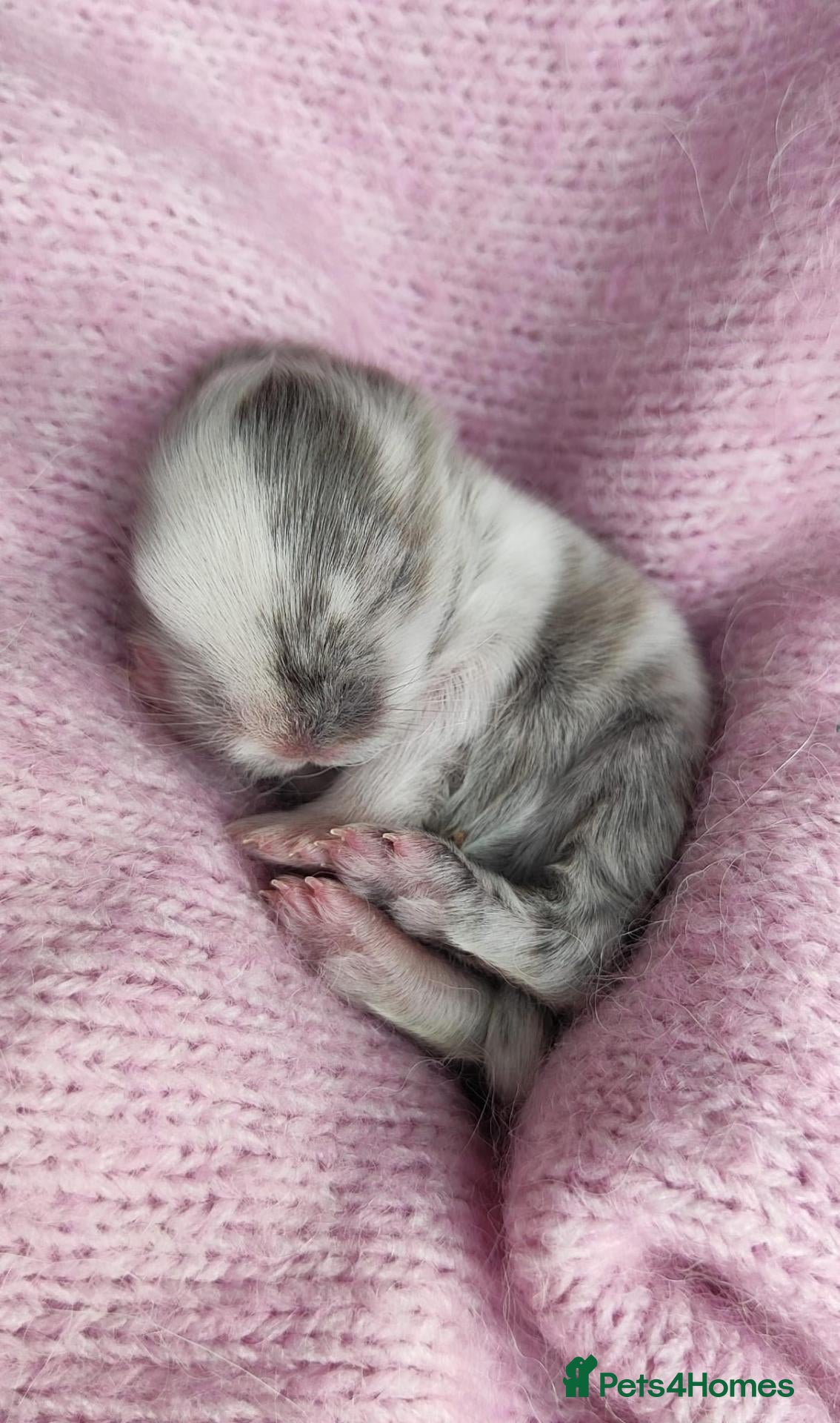 Mini Lop rabbits Mini lop/lion head new arrivals  - Advert 2