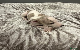 Whippet dogs for sale: ⭐️ LAST beautiful - KC Whippet pup. ⭐️ - Image 14