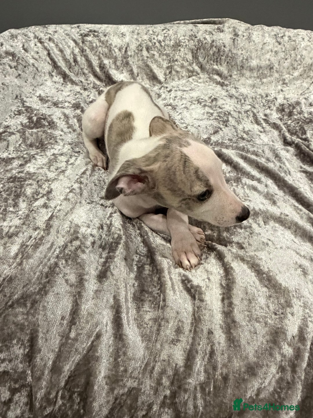 Whippet dogs for sale: ⭐️ LAST beautiful - KC Whippet pup. ⭐️ - Image 14