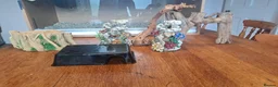 Corn Snake reptiles for sale: Corn snake with vivvarium in Ivybridge - Advert 9