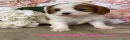 Cavalier King Charles Spaniel dogs for sale: Top quality Cavalier king Charles Puppy's - Advert 7