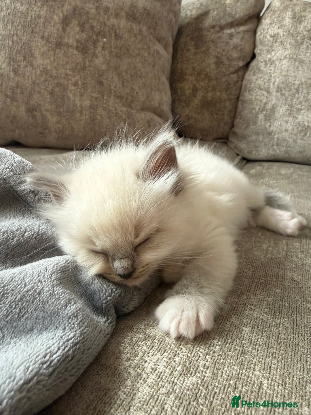 Ragdoll cats for sale: Beautiful Ragdoll Kittens  - Image 9