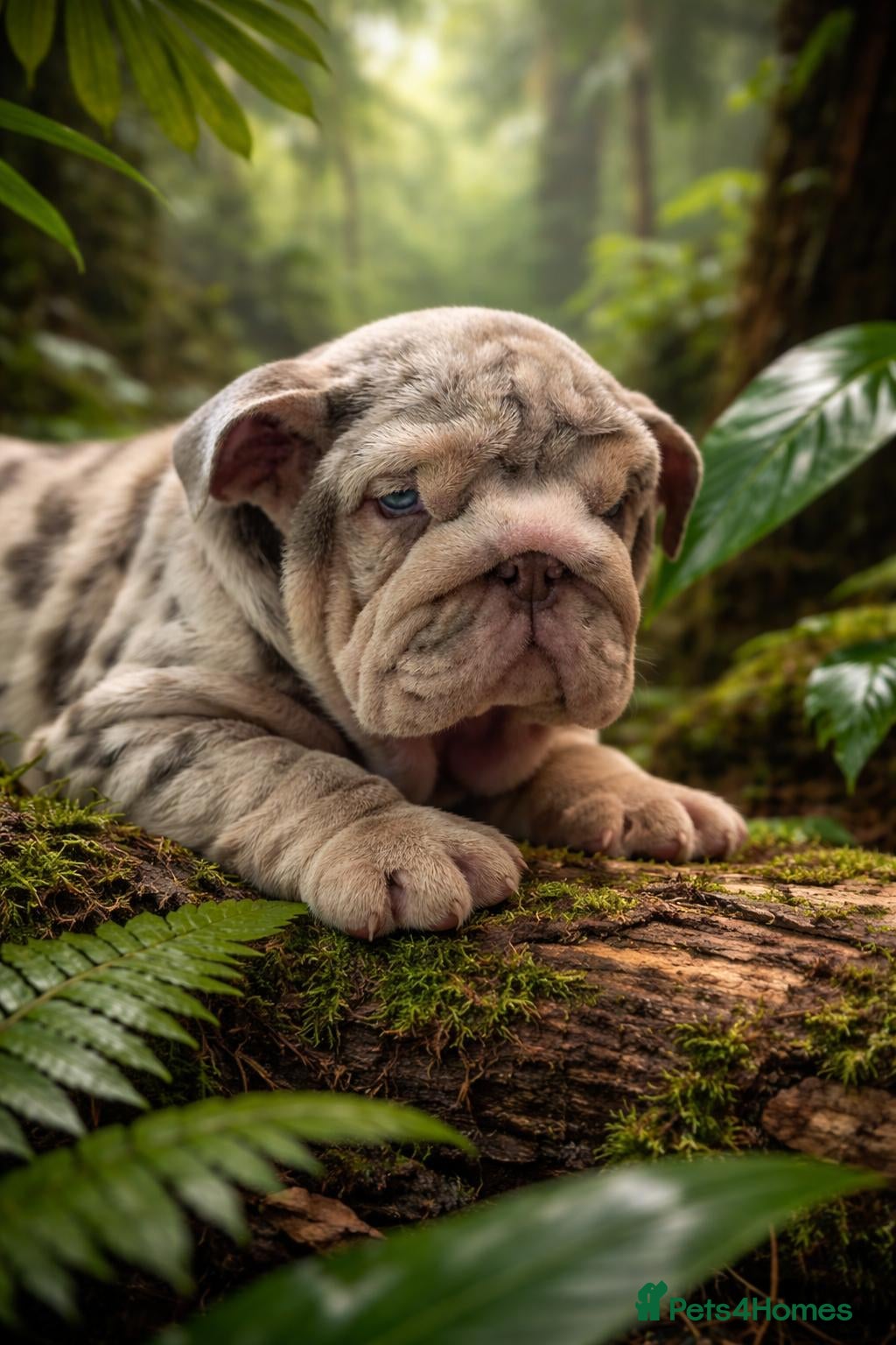 English Bulldog dogs Kc reg Bulldog babies  - Advert 1