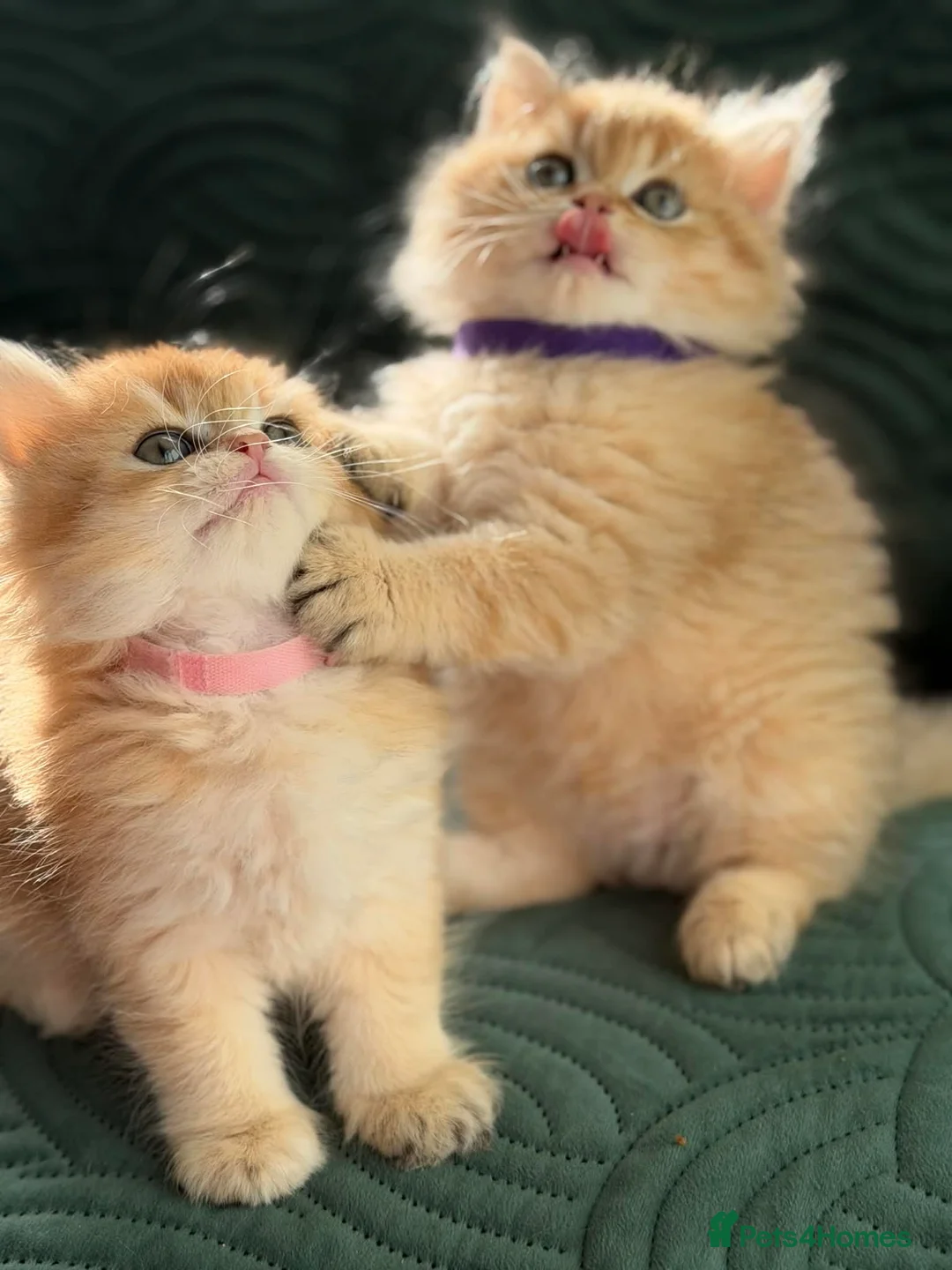 British Longhair cats for sale: CHUNKY, BEAUTIFUL BLH GOLDEN KITTENS  - Advert 17