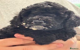 Miniature Poodle dogs for sale: DNA H/Tested Miniature poodle  - Image 2