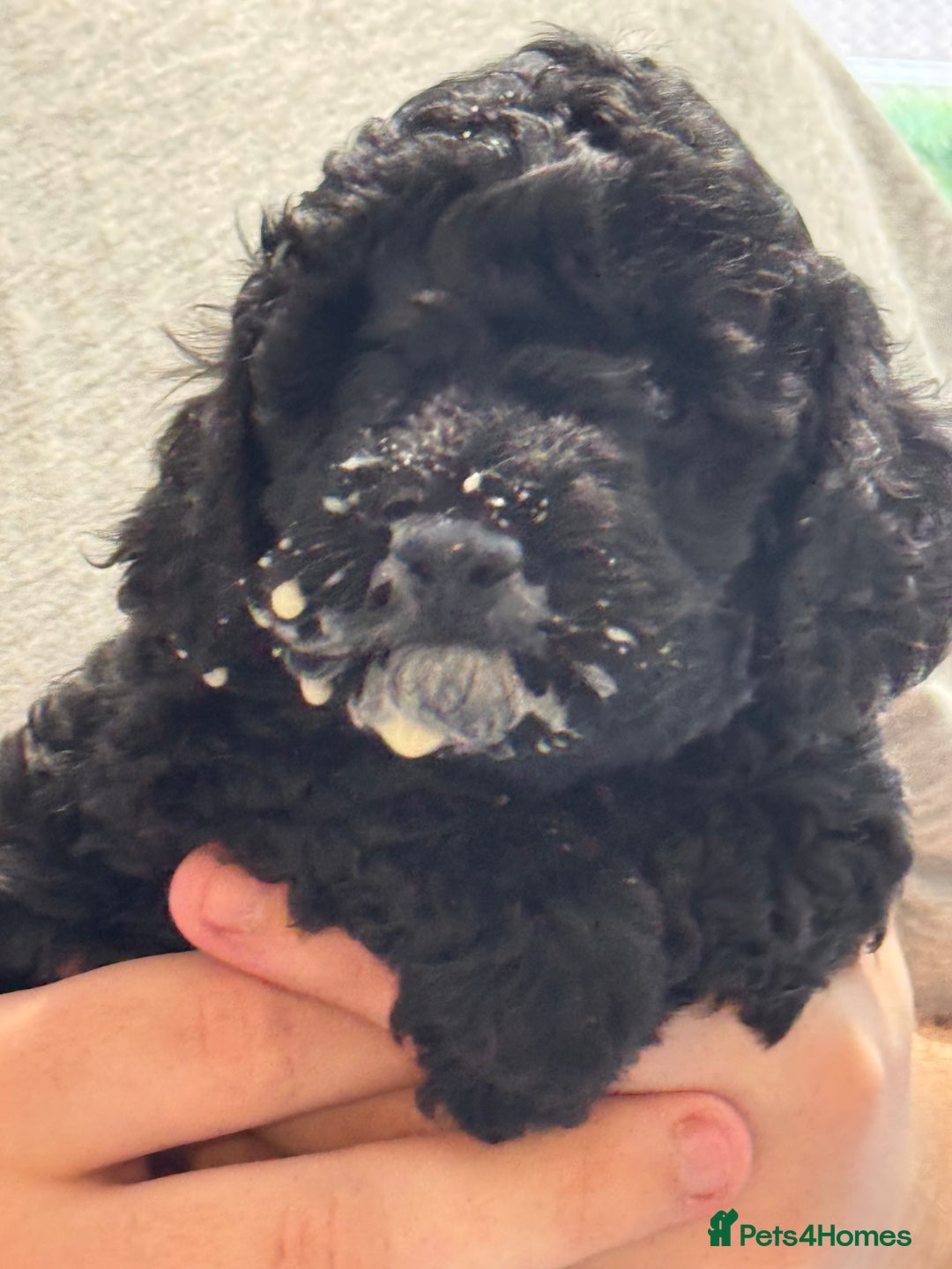 Miniature Poodle dogs for sale: DNA H/Tested Miniature poodle  - Image 2