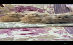 British Longhair cats for sale: GCCF Reg. British Longhairs ready 2/1/26 - Advert 8
