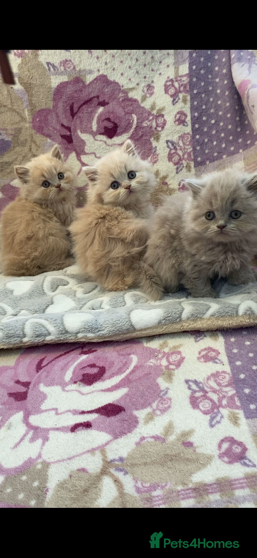 British Longhair cats for sale: GCCF Reg. British Longhairs ready 2/1/26 - Advert 8