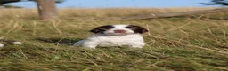 English Springer Spaniel dogs for sale: English springer spaniel  - Advert 9