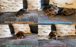 Miniature Dachshund dogs for sale: Male miniature dachshund puppies need homes❤️🐾 - Image 1