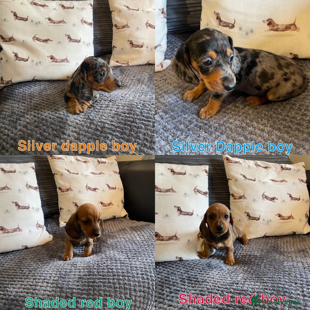 Miniature Dachshund dogs for sale: Male miniature dachshund puppies need homes❤️🐾 - Image 1