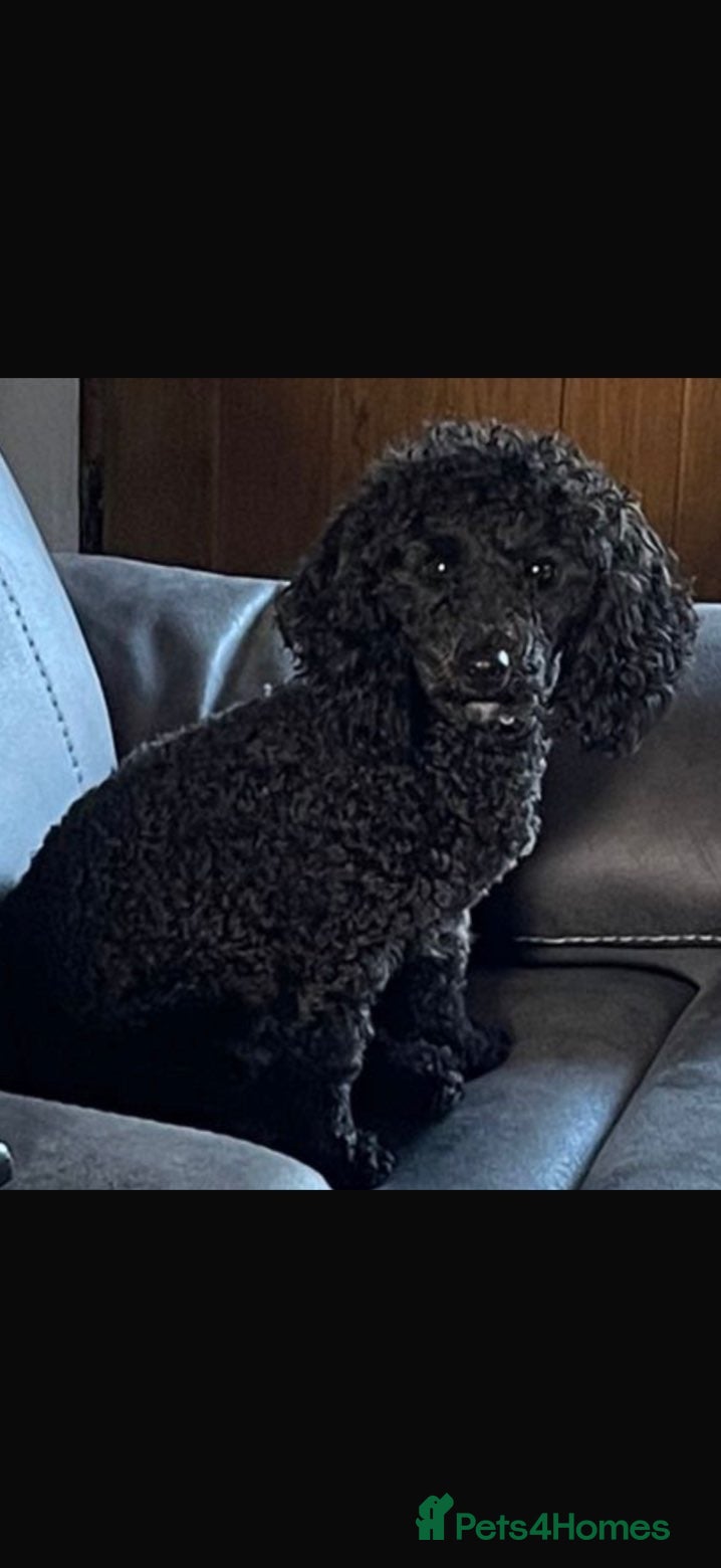 Toy Poodle dogs Toy poodle for stud  - Advert 4