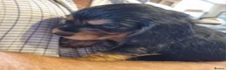 Cocker Spaniel dogs for sale: Gorgeous Sable Cocker Spaniels  - Advert 7