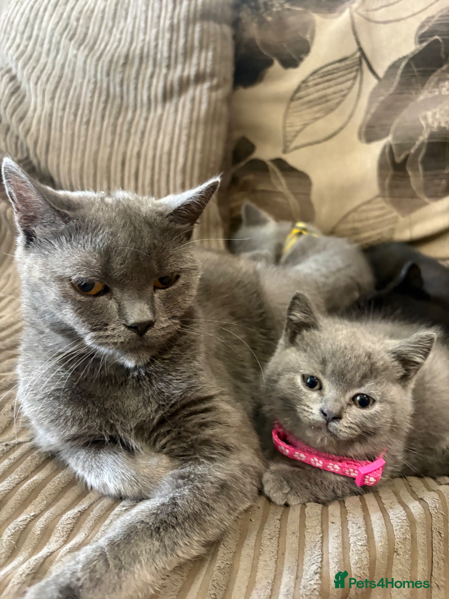 British Shorthair cats British Shorthair kittens  - Advert 1