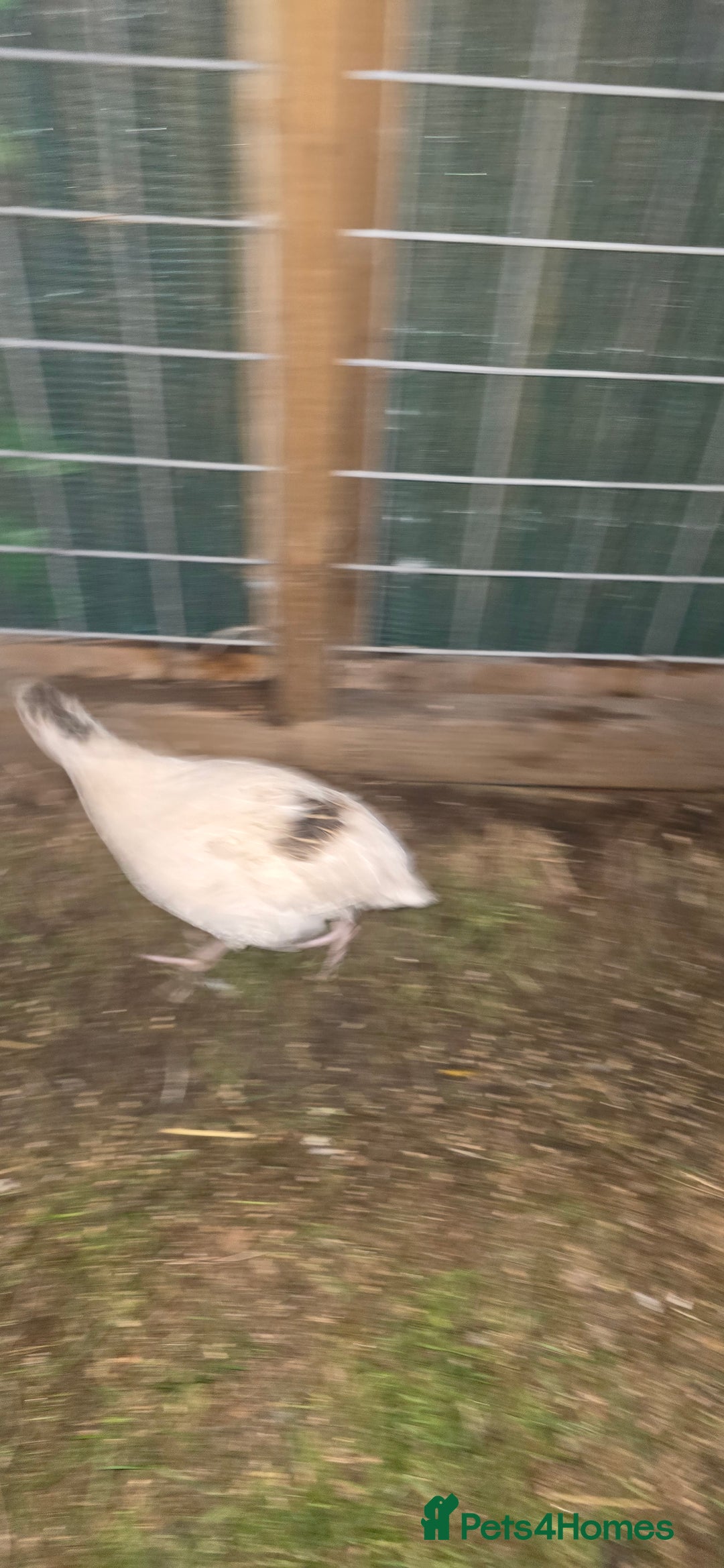 Quail poultry for sale: Female quails  - Image 5