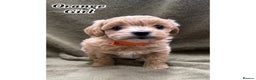 Maltipoo dogs for sale: Biscuit coloured maltipoo puppies - Advert 8