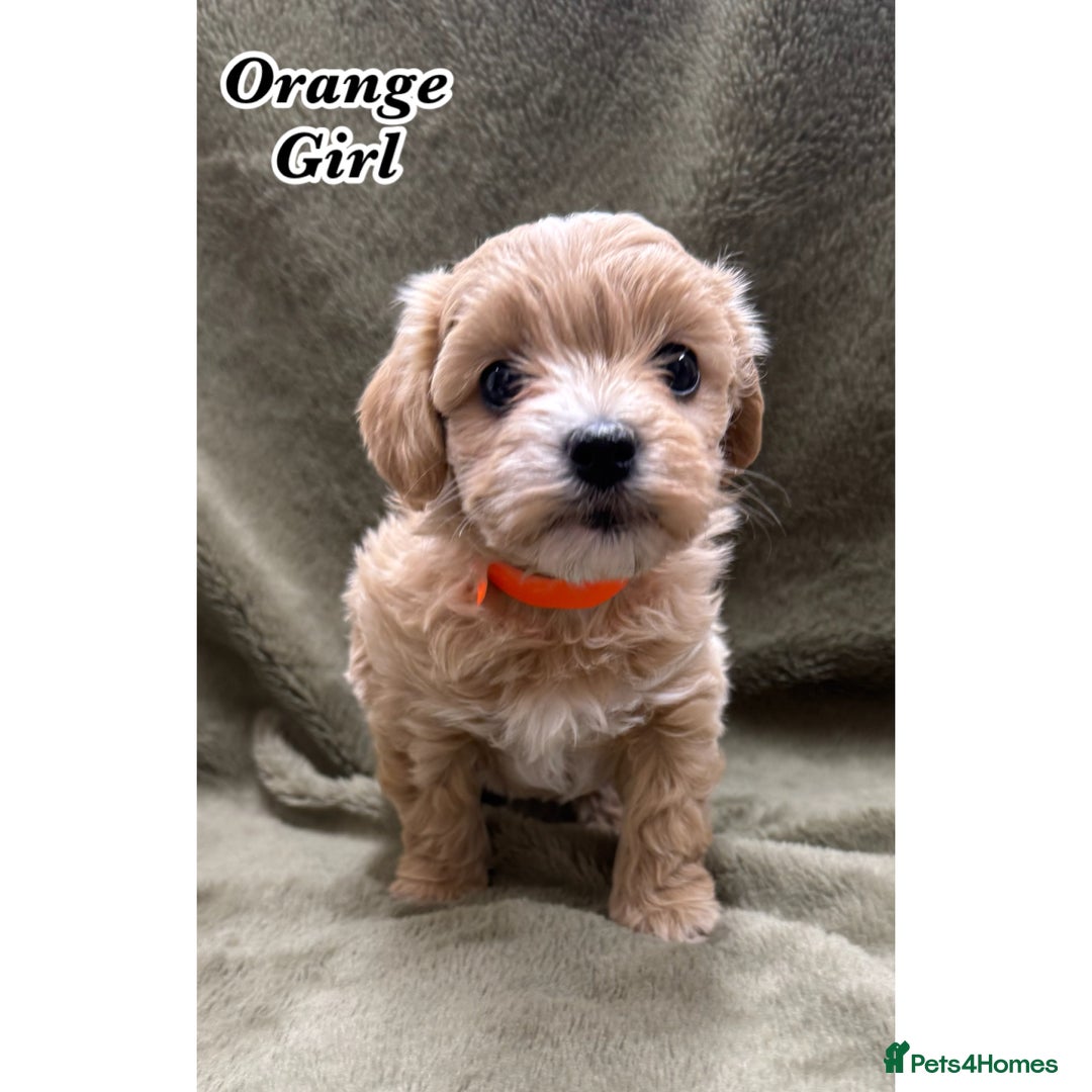 Maltipoo dogs for sale: Biscuit coloured maltipoo puppies - Advert 8