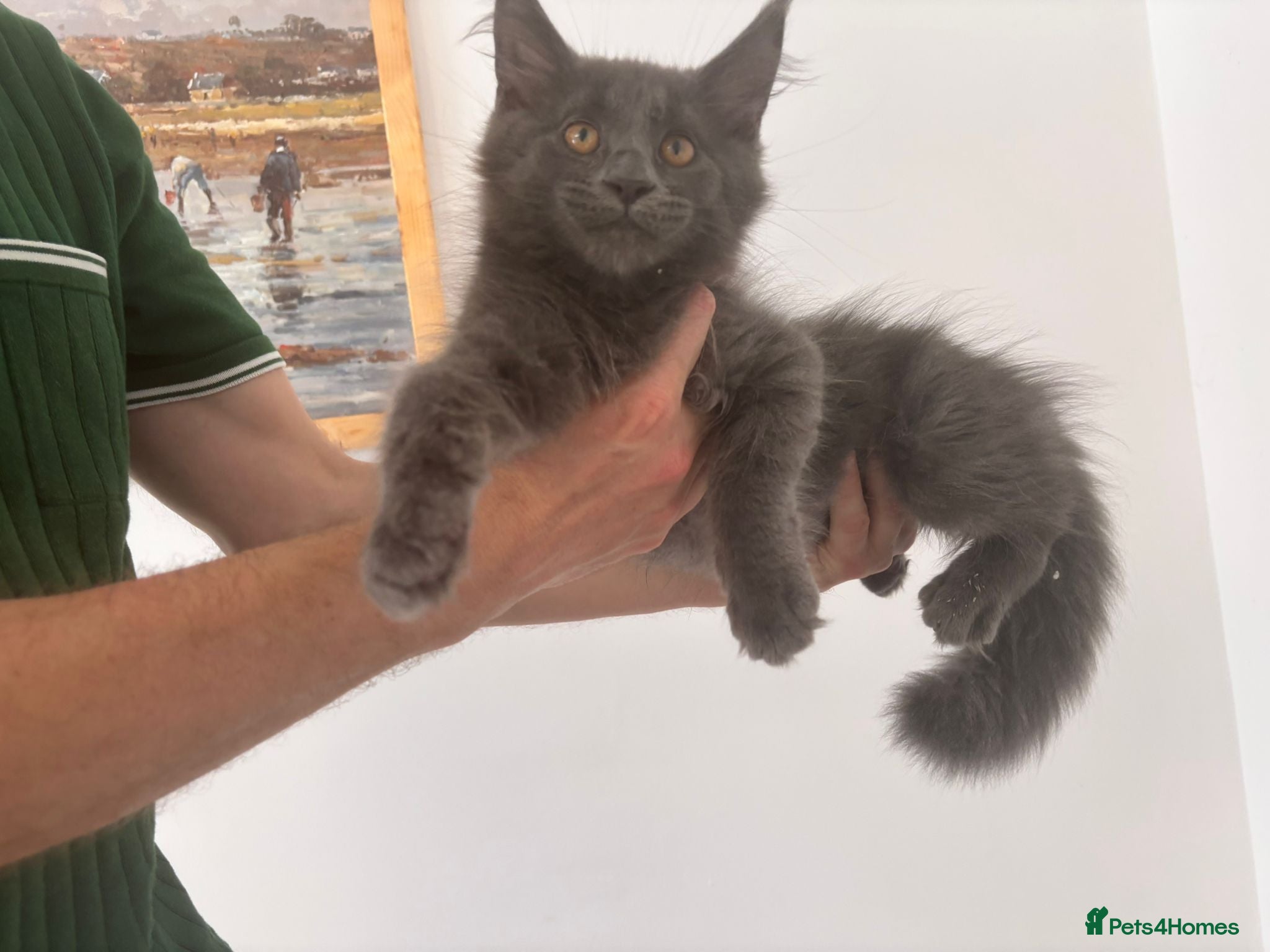 Maine Coon cats 👻😻 ATOS AND ALICE READY FOR COLLECTION 👻😻 - Advert 2
