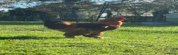 Chickens poultry for sale: Plymouth Rock x cockerels in Honiton - Advert 8
