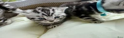 British Shorthair cats for sale: GCCF Rare Show Quality BSH Silver Tabby Kittens  - Advert 27