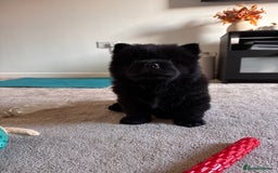 Chow Chow dogs for sale: Black chow chow full pedigree - KC registered  - Image 5